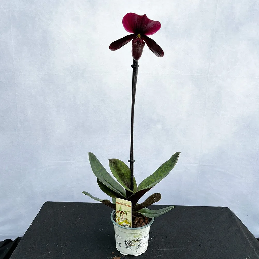 20 - 30cm Paphiopedilum Black Jack Orchid 9cm Pot House Plant