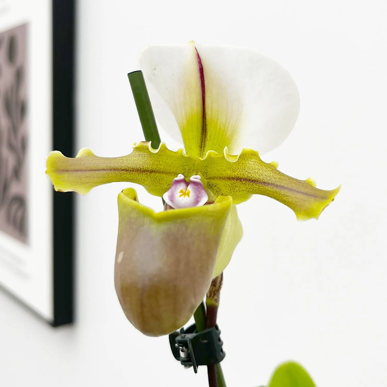 20 - 30cm Paphiopedilum Milano Orchid 9cm Pot House Plant