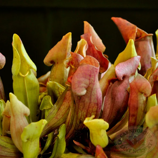 Sarracenia x Yellow Jacket