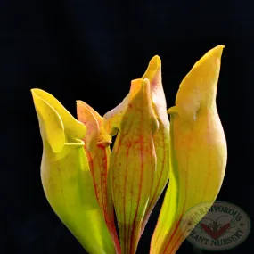 Sarracenia x Yellow Jacket